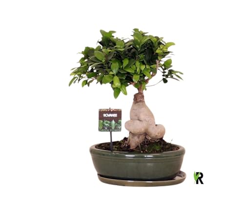 Fresh Plants Zimmerpflanzen -Ficus XXL Bonsai - Grüne Keramiktopf Ø 30 cm - Höhe ca. 40 cm von Fresh Plants