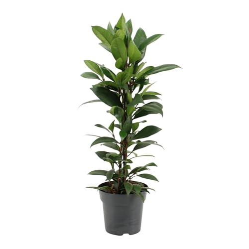 Fresh Plants Zimmerpflanzen -Ficus cyathistipula ‘Compacta’ - Topf Ø 17 cm - Höhe ca. 70 cm von Fresh Plants