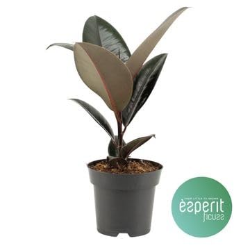 Fresh Plants Zimmerpflanzen -Ficus elastica ‘Abidjan’ - Topf Ø 14 cm - Höhe ca. 40 cm von Fresh Plants