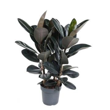 Fresh Plants Zimmerpflanzen -Ficus elastica 'Abidjan' - XXL - Topf Ø 27 cm - Höhe 100 cm - Elegante Raumbegrünung Fresh Plants Zimmerpflanzen -Ficus elastica 'Abidjan' - XXL - Topf Ø 27 cm - Höhe 100 cm - Elegante Raumbegrünung von Fresh Plants