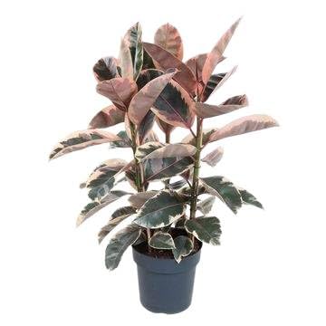Fresh Plants Zimmerpflanzen -Ficus elastica ‘Belize’ - Topf Ø 27 cm - Höhe ca. 100 cm von Fresh Plants