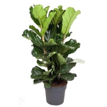 Fresh Plants Zimmerpflanzen -Ficus lyrata 3PP - XXL - Topf Ø 34 cm - Höhe ca. 120 cm Fresh Plants Zimmerpflanzen -Ficus lyrata 3PP - XXL - Topf Ø 34 cm - Höhe ca. 120 cm von Fresh Plants