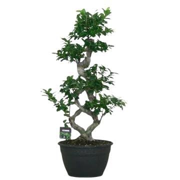 Fresh Plants Zimmerpflanzen -Ficus microcarpa ‘Mega Bonsai’ XXL - Topf Ø 30 cm - Höhe ca. 95 cm Fresh Plants Zimmerpflanzen -Ficus microcarpa ‘Mega Bonsai’ XXL - Topf Ø 30 cm - Höhe ca. 95 cm von Fresh Plants