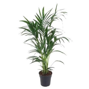 Fresh Plants Zimmerpflanzen -Howea Forsteriana - Kentia-Palme in Ø 21 cm, Höhe 100 cm Fresh Plants Zimmerpflanzen -Howea Forsteriana - Kentia-Palme in Ø 21 cm, Höhe 100 cm von Fresh Plants