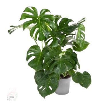Fresh Plants Zimmerpflanzen -Monstera deliciosa XXL - Zimmerpflanze mit Übertopf Ø 24 cm, Höhe 80 cm - exklusive Dschungel-Atmosphäre von Fresh Plants