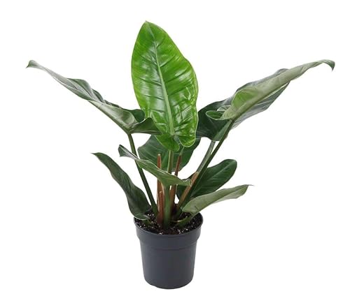 Fresh Plants Zimmerpflanzen -Philodendron Imperial Green - Topf Ø 19 cm - Höhe ca. 60 cm Fresh Plants Zimmerpflanzen -Philodendron Imperial Green - Topf Ø 19 cm - Höhe ca. 60 cm von Fresh Plants