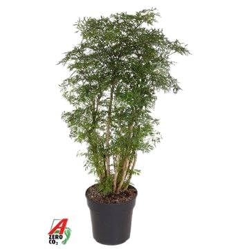 Fresh Plants Zimmerpflanzen -Polyscias Ming - XXL - Pflanze mit üppigem Wuchs - Topf Ø 27 cm - Höhe 120 cm von Fresh Plants