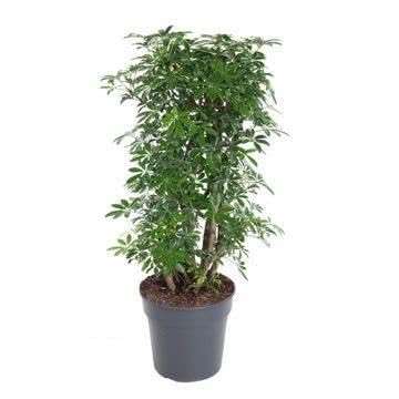 Fresh Plants Zimmerpflanzen -Schefflera 'Lusean' - Topf Ø 27 cm - Höhe ca. 110 cm Fresh Plants Zimmerpflanzen -Schefflera 'Lusean' - Topf Ø 27 cm - Höhe ca. 110 cm von Fresh Plants