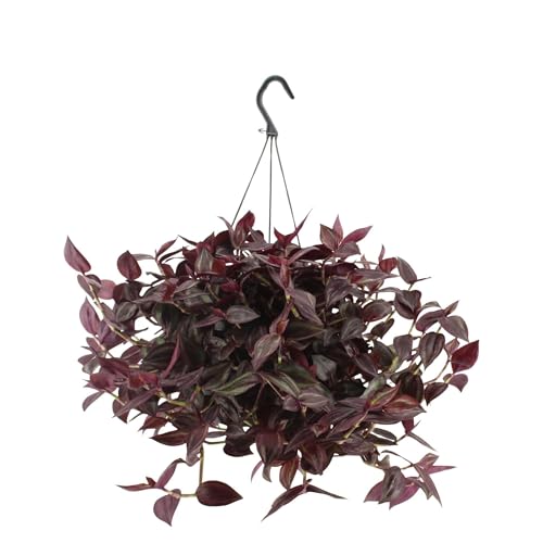 Fresh Plants Zimmerpflanzen -Tradescantia 'Jewel Red' - Hängepflanze - Topf Ø 17 cm - Höhe ca. 25 cm von Fresh Plants