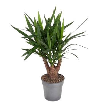 Fresh Plants Zimmerpflanzen -Yucca - XXL - Topf Ø 21 cm - Höhe ca. 90 cm von Fresh Plants