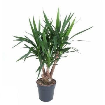 Fresh Plants Zimmerpflanzen -Yucca - XXL - Topf Ø 27 cm - Höhe ca. 120 cm Fresh Plants Zimmerpflanzen -Yucca - XXL - Topf Ø 27 cm - Höhe ca. 120 cm von Fresh Plants