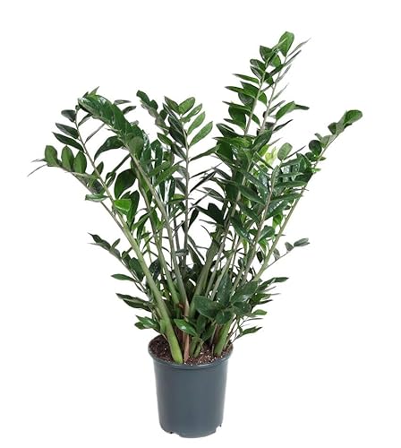Fresh Plants Zimmerpflanzen -Zamioculcas zamiifolia XXL - Glückspflanze in eleganter Größe - Topf Ø 27 cm - Höhe 110 cm von Fresh Plants