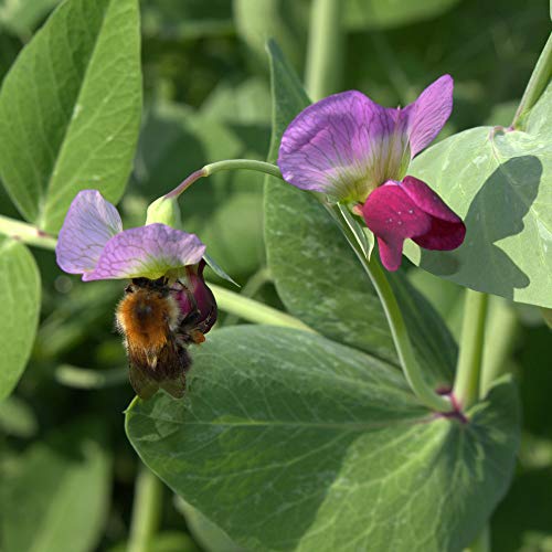 Futtererbse Saaterbse Pisum sativum 25 kg Sommer Grünfutter Gründüngung von Freudenberger