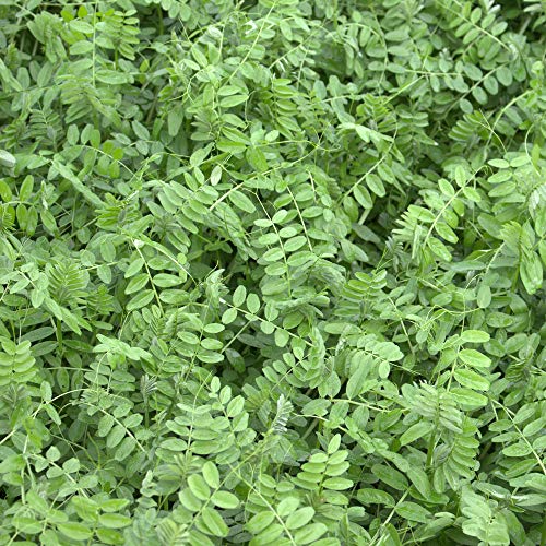 Sommerwicken Vicia sativa 25 kg Futterwicke Saatwicke Futterpflanze Futterbau von Freudenberger