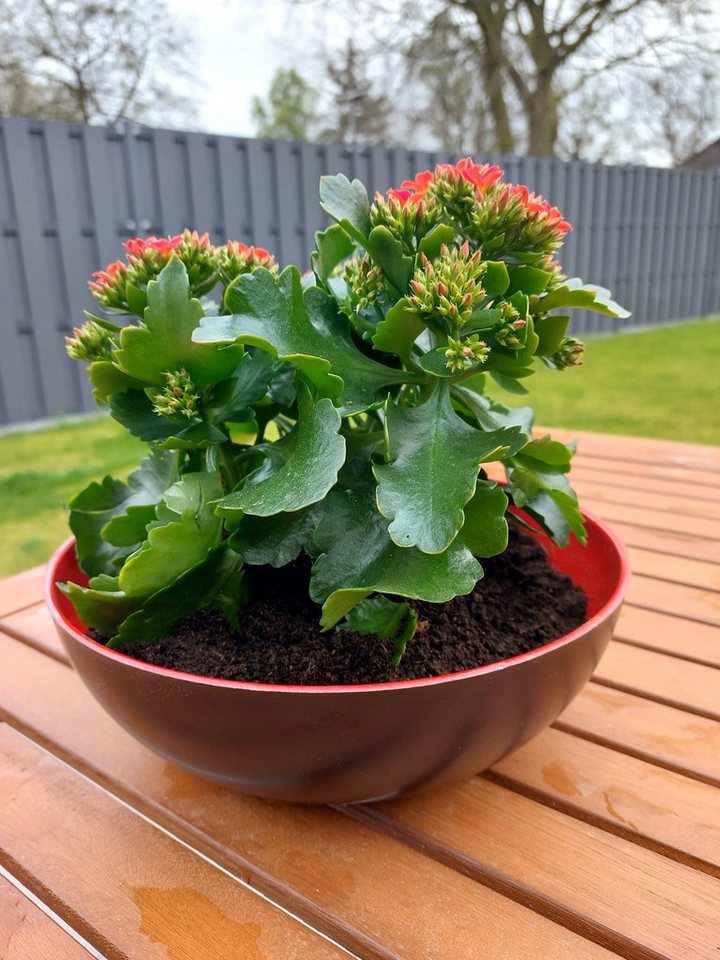 Friedrich Klocke GmbH Pflanzschale schöner großer Übertopf für Blumen im Haus und Garten in rot schwarz (1 Stück), innen rot hochglanz, außen schwarz matt, outdoor von Friedrich Klocke GmbH