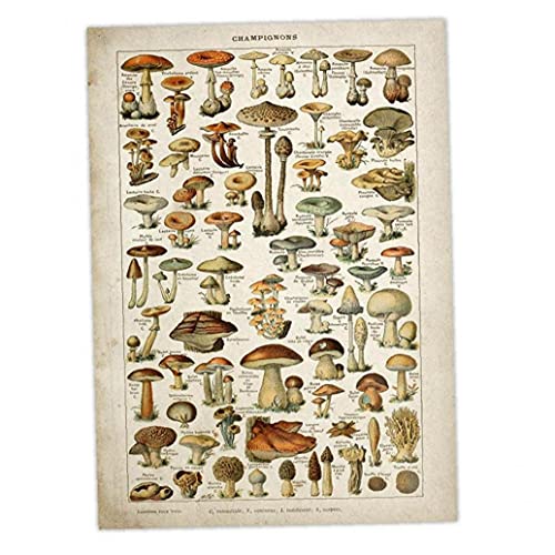 Froiny Vintage Poster Antike Blumendruck-Kunst Botanical Educational Poster Pilz-Wand-deko Wohnkultur Leinwand-malerei von Froiny