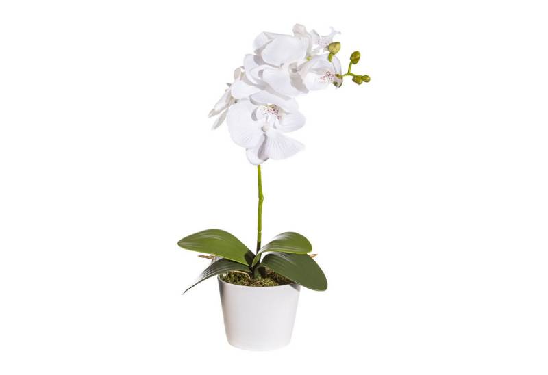 Kunstpflanze 2er Set Phalaenopsis ca 40cm, weiß, 4 Blätter, im Topf 11 cm m. Moos, Fuchs Versand 24/7 von Fuchs Versand 24/7