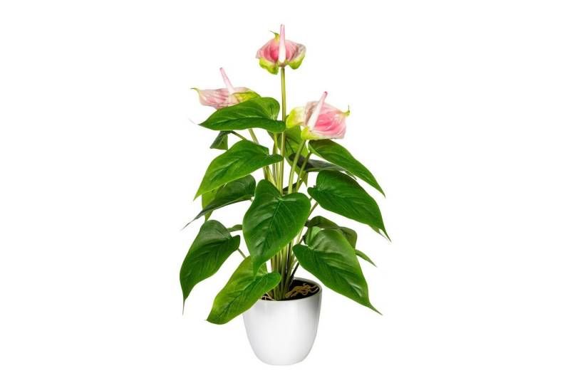 Kunstpflanze Künstliche Anthurie im weißen Kunststofftopf 40 cm in versch. Farben, Fuchs Versand 24/7 Kunstpflanze Künstliche Anthurie im weißen Kunststofftopf 40 cm in versch. Farben, Fuchs Versand 24/7 von Fuchs Versand 24/7