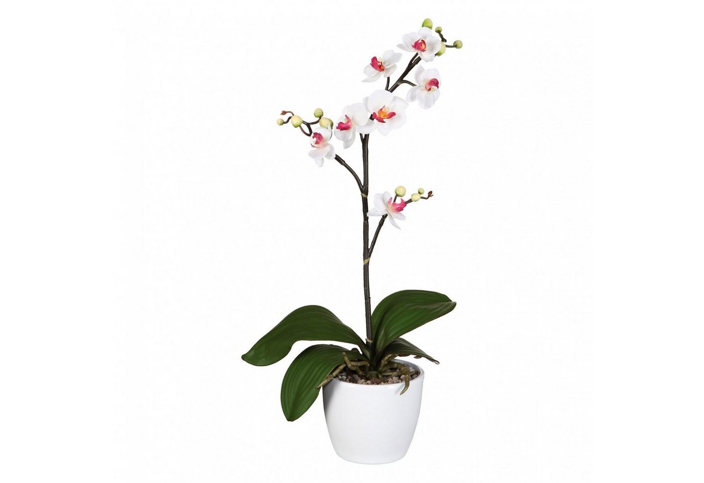 Kunstpflanze Künstlicher Phaleanopsis Cassandra 50 cm Weiß-Lila, Fuchs Versand 24/7 von Fuchs Versand 24/7