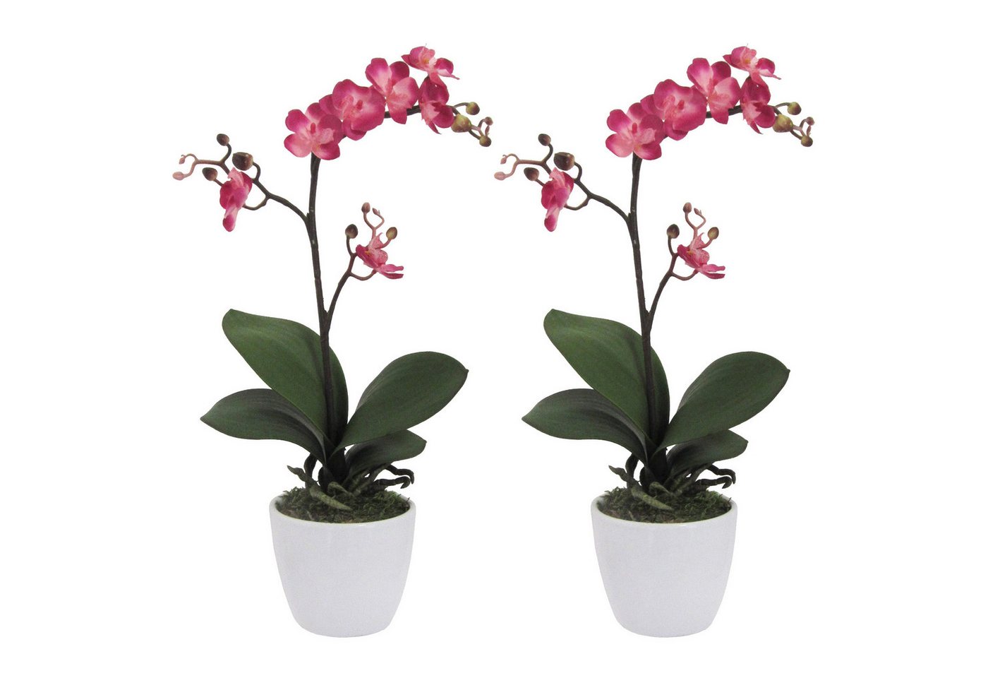 Kunstpflanze 2er Set Phalaenopsis cassandra 55cm, cerise, im 11cm Keramiktopf weiß, Fuchs Versand 24/7 Kunstpflanze 2er Set Phalaenopsis cassandra 55cm, cerise, im 11cm Keramiktopf weiß, Fuchs Versand 24/7 von Fuchs Versand 24/7