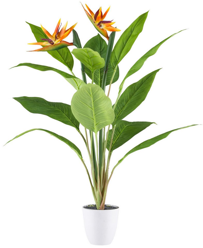 Kunstpflanze Strelitzia 12 Bl., 80cm,im Kunststofftopf 12x11,5cm weiß Kunstpflanze, Fuchs Versand 24/7 Kunstpflanze Strelitzia 12 Bl., 80cm,im Kunststofftopf 12x11,5cm weiß Kunstpflanze, Fuchs Versand 24/7 von Fuchs Versand 24/7