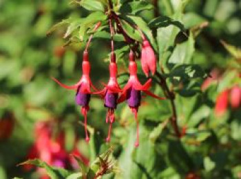 Schlanke-Fuchsie / Freiland-Fuchsie, 30-40 cm, Fuchsia magellanica var. gracilis, Containerware von Fuchsia magellanica var. gracilis