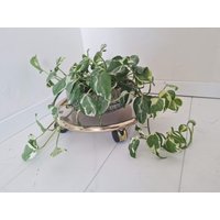 Vintage Mid-Century Hollywood Regency Boden Blumenständer Auf Rollen Vintage Mid-Century Hollywood Regency Boden Blumenständer Auf Rollen von FunAntic