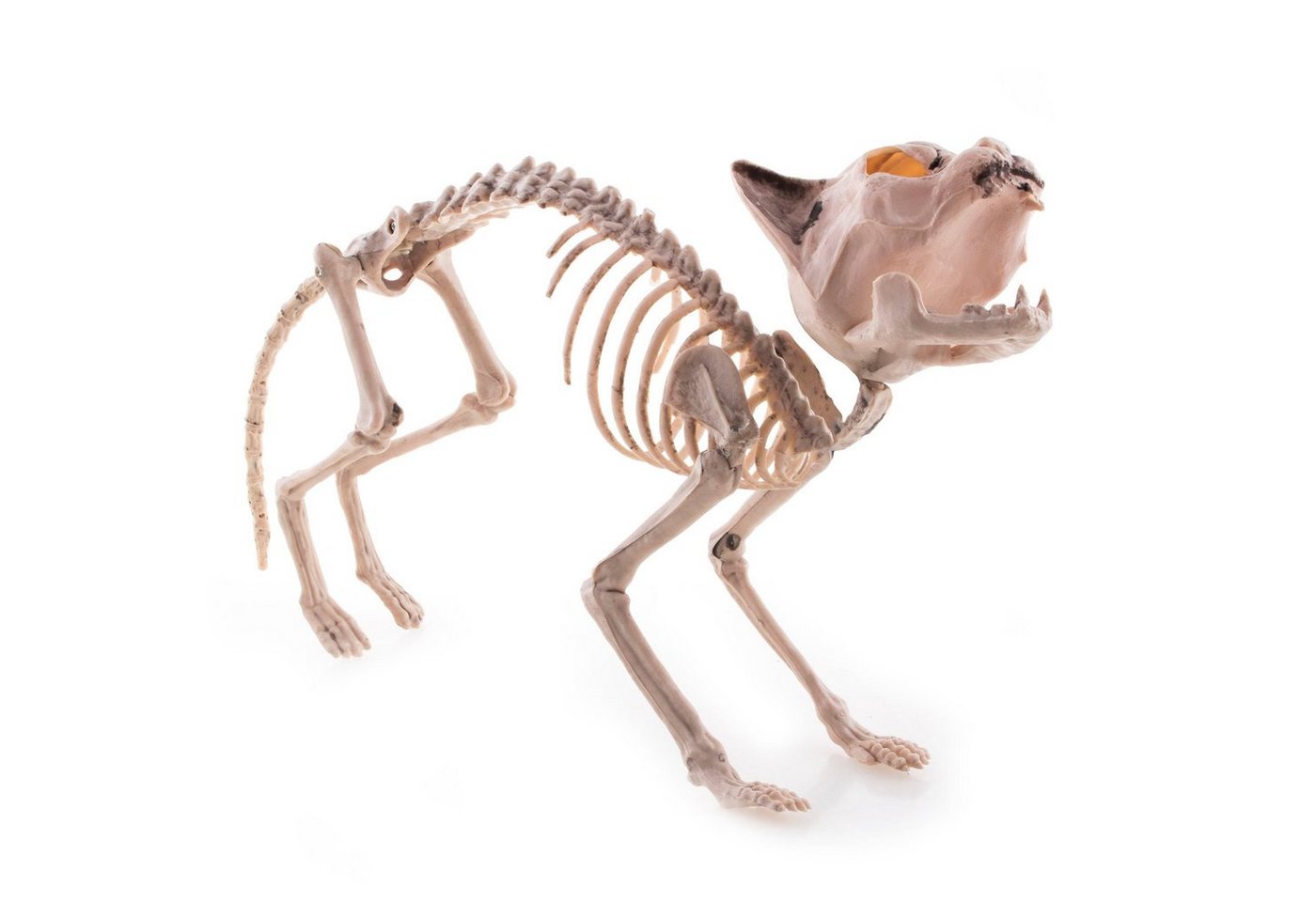 Funny Fashion Dekoobjekt Gruseliges Katzen Skelett 60 x 17 x 30 cm, Hallow von Funny Fashion