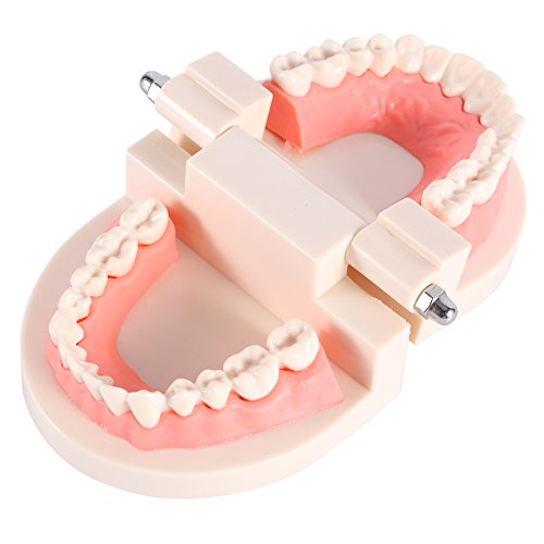 Zahnmodell, gesunde Zahnerziehung zum Zähneputzen Demonstration von Fupei