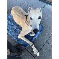 Kompakte Hundereisedecke/Bett Zweiseitig in Farbe Blau Oder Fuchsia von FureverGreyt