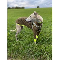 Langarm-Windhundshirt Hohe Sichtbarkeit | Für Greyhounds/Galgos/Whippets von FureverGreyt