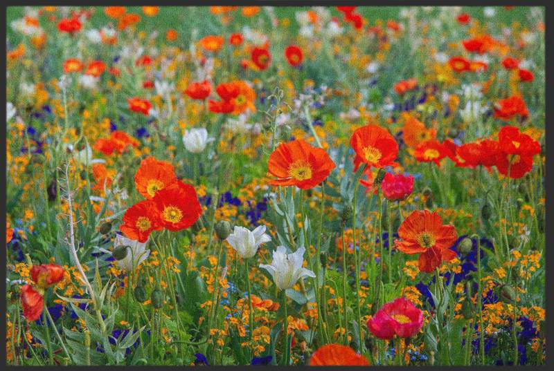 Sauberlaufmatte 10645 von Fussmattenwelt