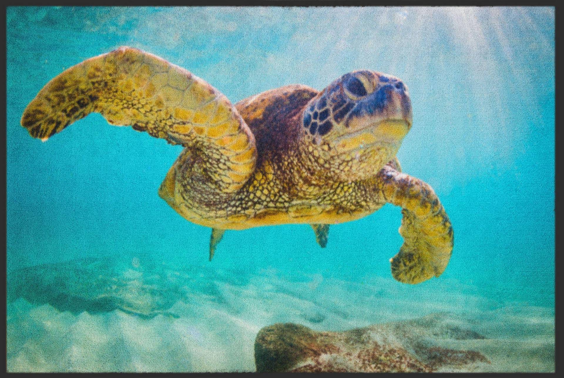 Sauberlaufmatte Schildkröte 4520 von Fussmattenwelt