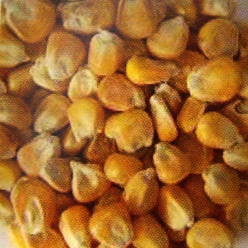 2,5 kg Mais lose, Tierfutter, f?r Gefl?gel und Wild von FutterXL