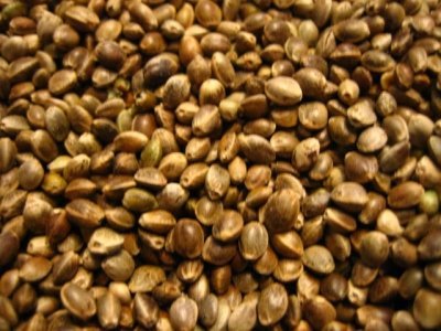 Hanfsamen 1 kg Hanfsaat Hanf für Futterzwecke, Futterhanf von FutterXL