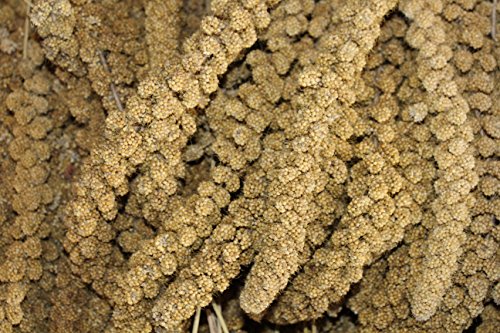 Kolbenhirse gelb (10kg) von FutterXL