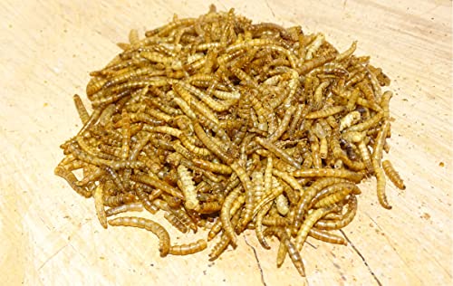 5 kg Mehlwürmer getrocknet Vogelfutter Fischfutter Igelfutter Nagerfutter 5 kg Mehlwürmer getrocknet Vogelfutter Fischfutter Igelfutter Nagerfutter von Futterbauer