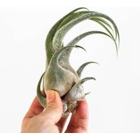 Ab 11, 95 Eur Luftpflanze Tillandsia Seleriana, Air Plant Luft Pflanze, Pflanze Für Terrarium, Geschenk Lose Dekoidee, Gechenkidee von Fuxigold