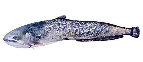 Dekoratives Kissen in Form eines echten Fisches, Wels von GABY Fish Pillows