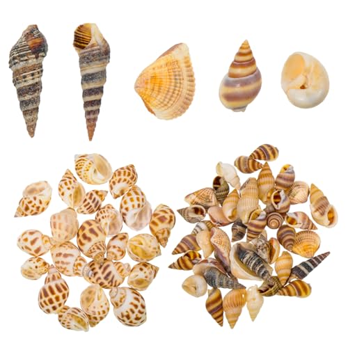 GALPADA 2 Boxen Natürliche Muschel Deko für Aquarium und Teich Langlebige Terrarien Dekoration aus echten Conch Schalen Realistische Gestaltung der Unterwasserwelt Versteckplatz für von GALPADA