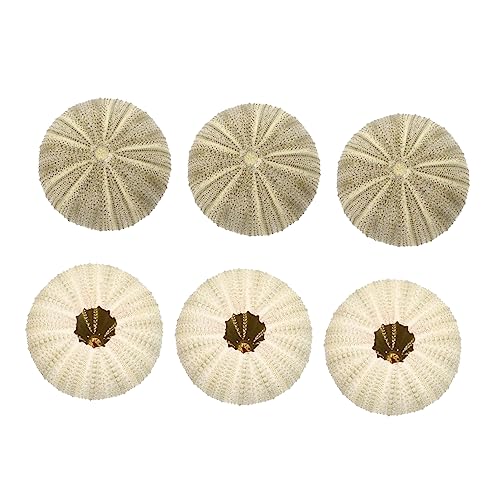 GALPADA 18stücke Seeigel Dekorative Muscheln Mit Luftpflanzen Topf Kreative Tischdekoration Für Zuhause Und Aquarium Für Pflanzenliebhaber Und -projekte von GALPADA