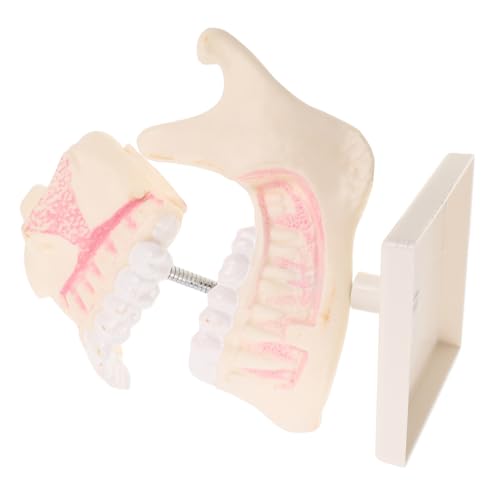 GALPADA Kunststoff-zahnmodell für Ausbildung Typodont Lernmodell für Studenten Kompaktes Übungsmodell zur Prüfungsvorbereitung und Praxistraining GALPADA Kunststoff-zahnmodell für Ausbildung Typodont Lernmodell für Studenten Kompaktes Übungsmodell zur Prüfungsvorbereitung und Praxistraining von GALPADA