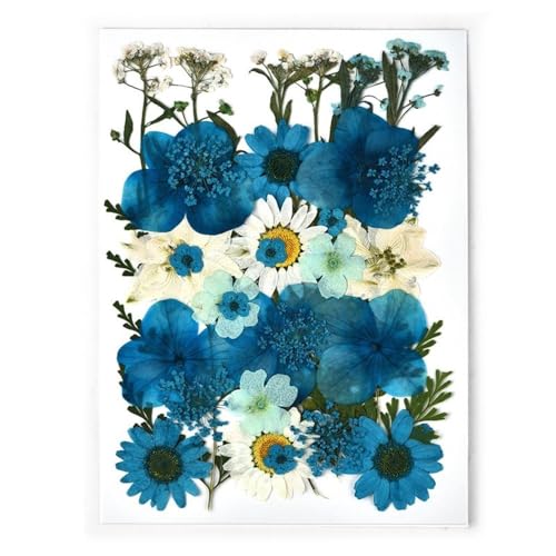 GAOJUDAF 1 Set DIY Echte gepresste Blume mit Blättern, getrocknete Blumen for Scrapbooking, gepresste Blumen Gras for Harz(Dark Blue) von GAOJUDAF