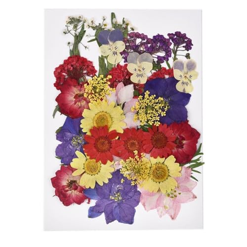GAOJUDAF 1 Set DIY Echte gepresste Blume mit Blättern, getrocknete Blumen for Scrapbooking, gepresste Blumen Gras for Harz(Dark Purple) von GAOJUDAF