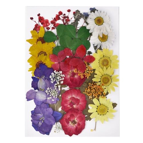 GAOJUDAF 1 Set DIY Echte gepresste Blume mit Blättern, getrocknete Blumen for Scrapbooking, gepresste Blumen Gras for Harz(Dark red) von GAOJUDAF
