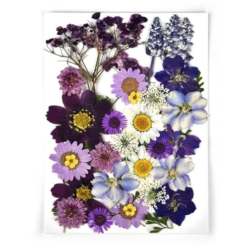 GAOJUDAF 1 Set DIY Echte gepresste Blume mit Blättern, getrocknete Blumen for Scrapbooking, gepresste Blumen Gras for Harz(Deep Purple) von GAOJUDAF