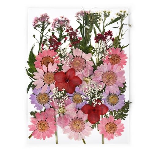 GAOJUDAF 1 Set DIY Echte gepresste Blume mit Blättern, getrocknete Blumen for Scrapbooking, gepresste Blumen Gras for Harz(Deep pink) von GAOJUDAF