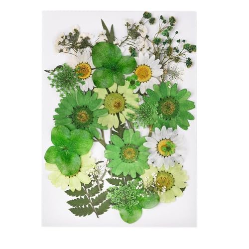 GAOJUDAF 1 Set DIY Echte gepresste Blume mit Blättern, getrocknete Blumen for Scrapbooking, gepresste Blumen Gras for Harz(Green) von GAOJUDAF