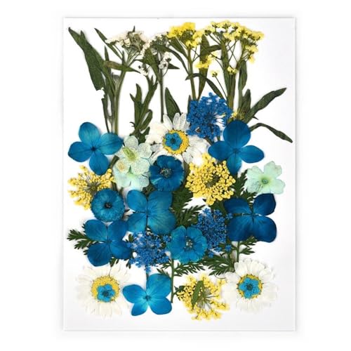 GAOJUDAF 1 Set DIY Echte gepresste Blume mit Blättern, getrocknete Blumen for Scrapbooking, gepresste Blumen Gras for Harz(Lake Blue) von GAOJUDAF