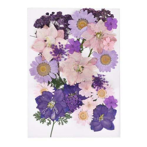 GAOJUDAF 1 Set DIY Echte gepresste Blume mit Blättern, getrocknete Blumen for Scrapbooking, gepresste Blumen Gras for Harz(Light Purple) von GAOJUDAF